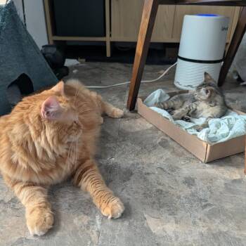 Cinder -  Domestic Short Hair Cat for Adoption in Philadelphia, Pennsylvania - Cinder | PetCurious