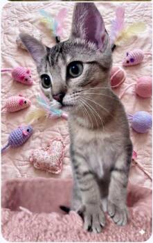 Yanmar -  Domestic Short Hair Cat for Adoption in Wyandotte, Michigan - Yanmar | PetCurious
