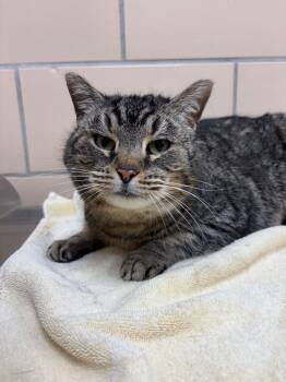 Domestic Short Hair Cats Available for Adoption - Emma | PetCurious