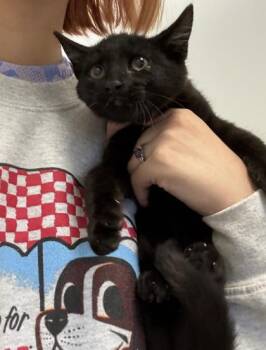 Pablo Picasso -  Domestic Short Hair Cat for Adoption in Palm Coast, Florida - Pablo Picasso | PetCurious