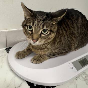 Karrot -  Domestic Short Hair Cat for Adoption in Edwardsville, Illinois - Karrot | PetCurious