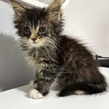 Sproofy -  Domestic Long Hair Cat for Adoption in Fredericksburg, Virginia - Sproofy | PetCurious