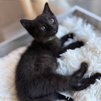 A1046959 Bellatrix -  Domestic Short Hair Cat for Adoption in Pleasant Hill, California - A1046959 Bellatrix | PetCurious