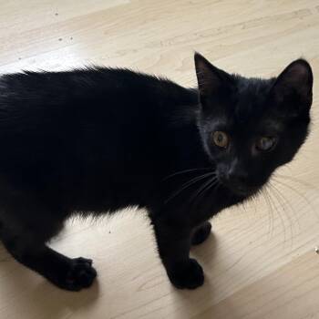 Cosmo -  Domestic Short Hair Cat for Adoption in Harrisonburg, Virginia - Cosmo | PetCurious