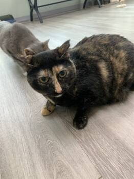 Rescue Domestic Short Hair Cats for Adoption in Westminster, Maryland - RAZOR | PetCurious