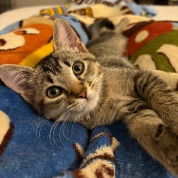 Chai (Tea) -  Domestic Short Hair Cat for Adoption in Charlotte, North Carolina - Chai (Tea) | PetCurious