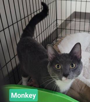 Monkey -  Domestic Short Hair Cat for Adoption in Richmond, Indiana - Monkey | PetCurious