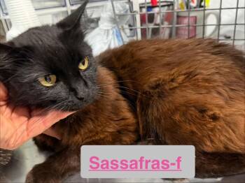 Sassafras 26 -  Domestic Long Hair Cat for Adoption in Brookhaven, Mississippi - Sassafras 26 | PetCurious