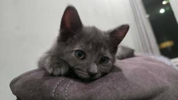 Gummy Bear -  Domestic Short Hair Cat for Adoption in Chicago, Illinois - Gummy Bear | PetCurious