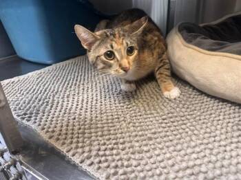 Domestic Medium Hair Cats Available for Adoption in Santa Monica, California - FLUFFY | PetCurious