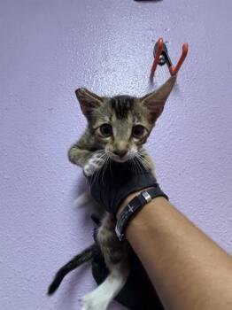 61764782 -  Domestic Short Hair Cat for Adoption in El Paso, Texas - 61764782 | PetCurious