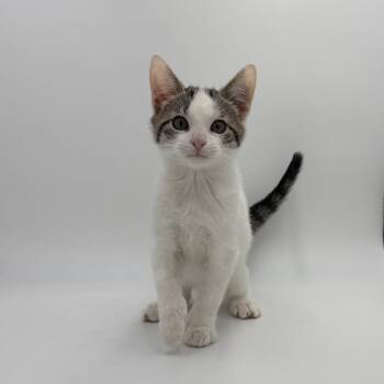 Graffiti Petey -  Domestic Short Hair Cat for Adoption in State College, Pennsylvania - Graffiti Petey | PetCurious