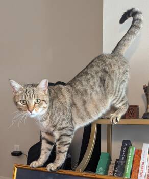 Mic Drop -  Domestic Short Hair Cat for Adoption in Alexandria, Virginia - Mic Drop | PetCurious