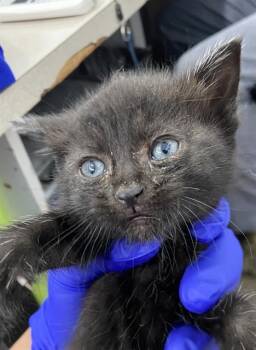 Domestic Short Hair Cats Available for Adoption in Dallas, Texas - BEAU | PetCurious