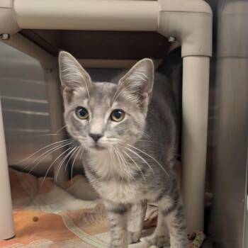 Asher -  Domestic Short Hair Cat for Adoption in Sand Springs, Oklahoma - Asher | PetCurious