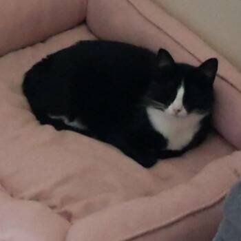 Pepper B. Marshmallow -  Domestic Short Hair Cat for Adoption in Columbia, Missouri - Pepper B. Marshmallow | PetCurious