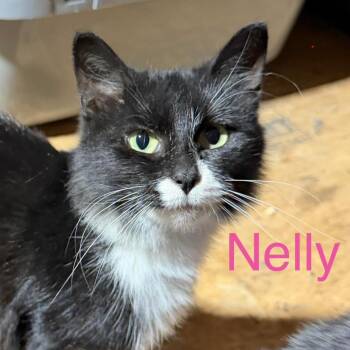 Nelly -  Domestic Medium Hair Cat for Adoption - Nelly | PetCurious