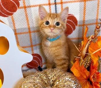 Graham -  Domestic Medium Hair and Domestic Short Hair Cat for Adoption in Elk Grove Village, Illinois - Graham | PetCurious