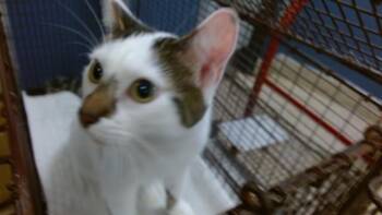 LOKI -  Domestic Short Hair Cat for Adoption in Doral, Florida - LOKI | PetCurious