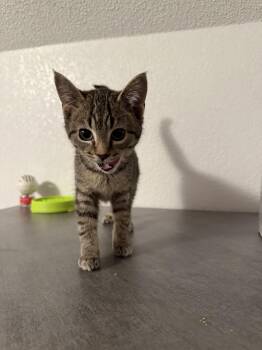 American Shorthair Cats Available for Adoption - Goose | PetCurious