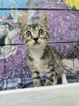 Professor Unicorn -  Domestic Short Hair Cat for Adoption in Savannah, Georgia - Professor Unicorn | PetCurious