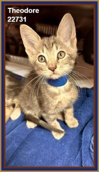 THEODORE (see also SIMON and ALVIN) -  Domestic Short Hair and Tabby Cat for Adoption in Marietta, Georgia - THEODORE (see Also SIMON And ALVIN) | PetCurious