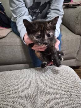 Elain -  Domestic Short Hair Cat for Adoption in Parsons, West Virginia - Elain | PetCurious