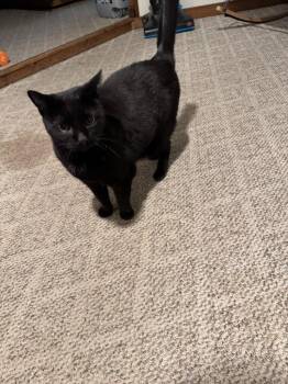 Onyx -  Domestic Short Hair Cat for Adoption in Peru, New York - Onyx | PetCurious