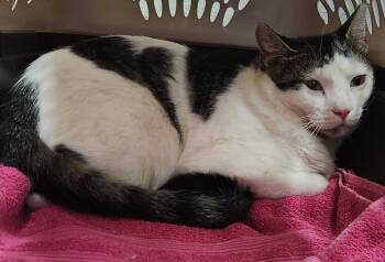 Louie -  Domestic Short Hair Cat for Adoption in Clinton, Oklahoma - Louie | PetCurious