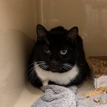 Domestic Short Hair Cats Available for Adoption in Blue Ridge, Georgia - Hermione | PetCurious