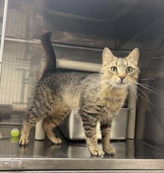 Domestic Short Hair and Tabby Cats Available for Adoption in Montville, New Jersey - Rosewood | PetCurious