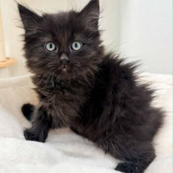 Nanko -  Domestic Long Hair Cat for Adoption in Rochester, Minnesota - Nanko | PetCurious