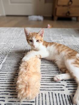 Nutter Butter -  Domestic Short Hair Cat for Adoption in Mount Pleasant, South Carolina - Nutter Butter | PetCurious