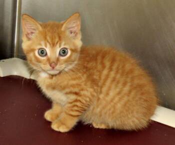 Edwardo -  Domestic Short Hair Cat for Adoption in Lexington, Virginia - Edwardo | PetCurious