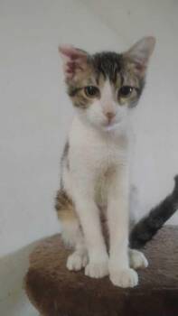 Domestic Short Hair Cats Available for Adoption - Sachi | PetCurious