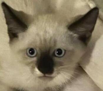 Zack -  Siamese and Domestic Short Hair Cat for Adoption in New Braunfels, Texas - Zack | PetCurious