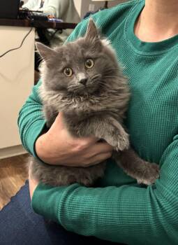 Nebelung Cats Available for Adoption - Bedhead | PetCurious