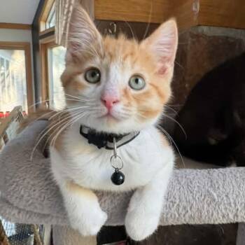 Ganesh -  Tabby Cat for Adoption in Grand Rapids, Michigan - Ganesh | PetCurious