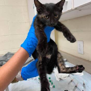 Charlene 26-06-075 -  Domestic Short Hair Cat for Adoption in Bastrop, Texas - Charlene 26-06-075 | PetCurious
