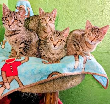 Mikey, Mitch, Mason and Mia. Fun, Fun, Fun -  Tabby Cat for Adoption in Newport, Washington - Mikey, Mitch, Mason And Mia. Fun, Fun, Fun | PetCurious