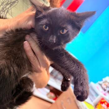 Clyde -  Domestic Short Hair Cat for Adoption - Clyde | PetCurious