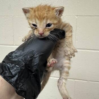 Betamax -  Domestic Short Hair Cat for Adoption in Reno, Nevada - Betamax | PetCurious