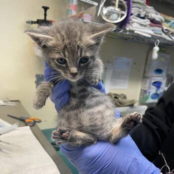 Otis -  Domestic Short Hair Cat for Adoption in Pasadena, California - Otis | PetCurious