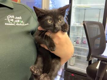 Domestic Short Hair Cats Available for Adoption in Grand Prairie, Texas - JINX | PetCurious