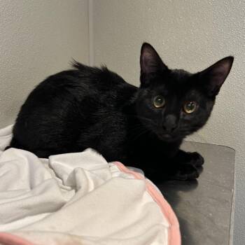 Blacky Chan -  Domestic Short Hair Cat for Adoption in San Gabriel, California - Blacky Chan | PetCurious