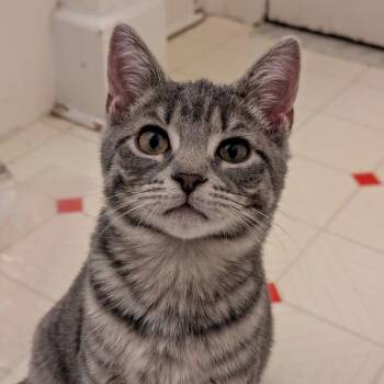 Domestic Short Hair Cats Available for Adoption - Howie | PetCurious