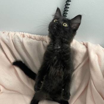 Rescue Domestic Medium Hair Cats for Adoption in Abbotsford, British Columbia - Silicon | PetCurious