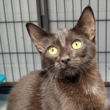 Monica -  Domestic Short Hair Cat for Adoption in Duncan, Oklahoma - Monica | PetCurious