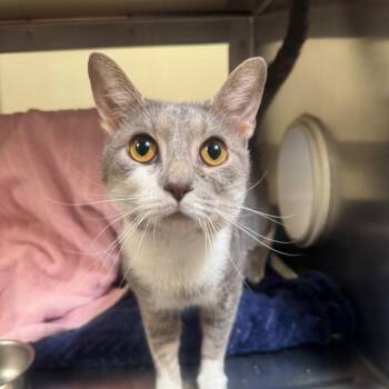Domestic Short Hair Cats Available for Adoption in York, Pennsylvania - Jax | PetCurious
