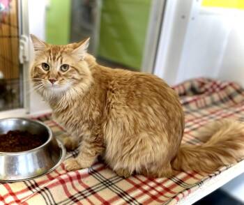 Garland -  Domestic Long Hair Cat for Adoption in Estherville, Iowa - Garland | PetCurious